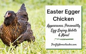 Image result for Easter Egger Chicken Eggs