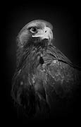 Image result for Black Hawk Bird