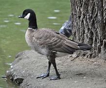 Image result for Aleutian Canada Goose