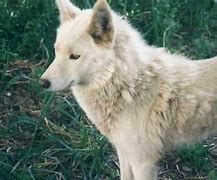 Image result for High Quality Indian Hare