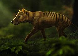 Image result for Thylacine Extinction