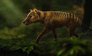 Image result for thylacine extinction photos