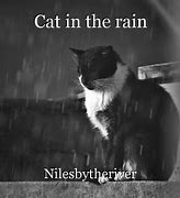 Image result for Cat Rain Quote