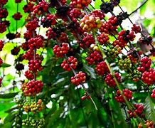 Image result for Coffee Planting