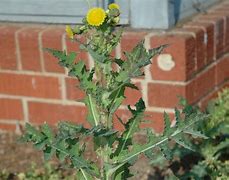 Image result for Scothc Thistle Weed