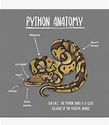 Image result for Python Anatomy