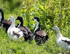 Image result for baby white ducks names