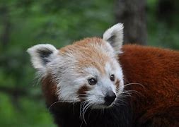 Image result for What Is Endangered Species