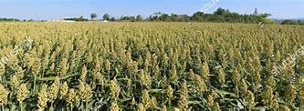 Image result for Millet Field