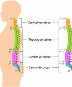 Image result for Lumbar and Sacral Spine