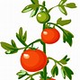 Image result for Vegetable Plant Clip Art