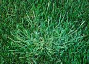 Image result for Nutsedge vs Crabgrass