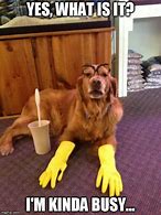 Image result for Clean Work Memes Funny Animals