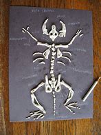 Image result for Vole Bones