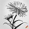 Image result for Hand Drawn Daisy Flower