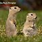 Image result for Pictures of Gophers