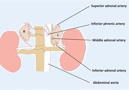 Image result for Adrenal Artery