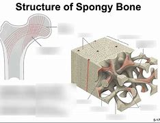 Image result for Anatomy of Spongy Bone