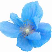 Image result for Aesthetic Blue Flowers PNG