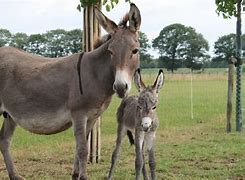 Image result for Arabian Mule