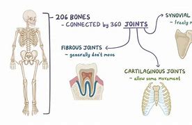 Image result for Fibrous Joints Easy Diagranm