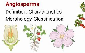 Image result for Most Beautiful Angiosperms