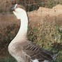 Image result for African Grey Goose