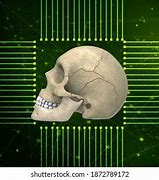 Image result for Human Skull Anatomy 3D