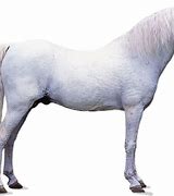 Image result for Beige Welsh Pony