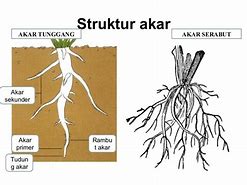 Image result for Akar Tanaman