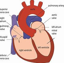 Image result for Anatomical Heart Reference Photo