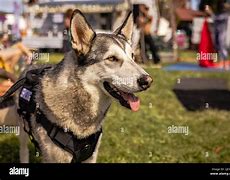 Image result for Husky Service Dog