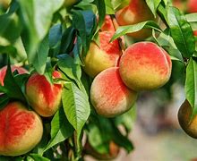 Image result for Identify Peach Tree