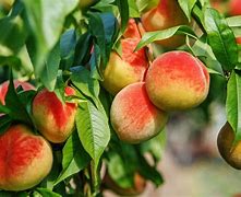 Image result for Summer Peach Tree