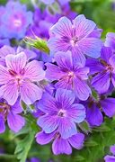 Image result for Purple Twist Annual Flower