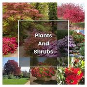 Image result for Shrubs Plant