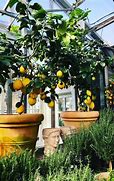 Image result for Drarf Lemon Tree in Pot