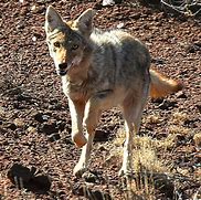 Image result for Coyotes Bison