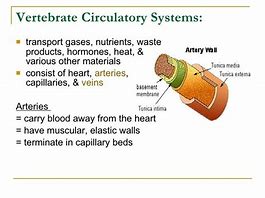 Image result for Vertebrate Circulatory System