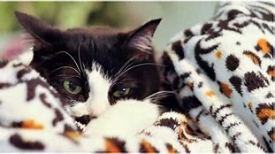 Image result for Cat in Pain Signs