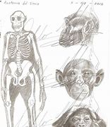 Image result for Monkey Anatomy Diagram