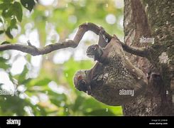 Image result for colugos baby