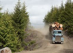 Image result for Logging Road