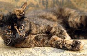 Image result for Tortoise Shell Lion Kitten