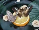 Image result for Butterfly Feeder Bowl