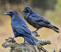 Image result for Raven Symbol in Hinduism