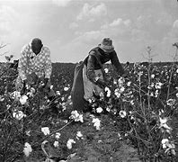 Image result for Black Person Harvesting Cotton