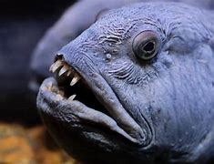 Image result for Wolf Fish