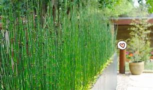 Image result for Bambu Air