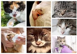 Image result for Cat Nose Shape